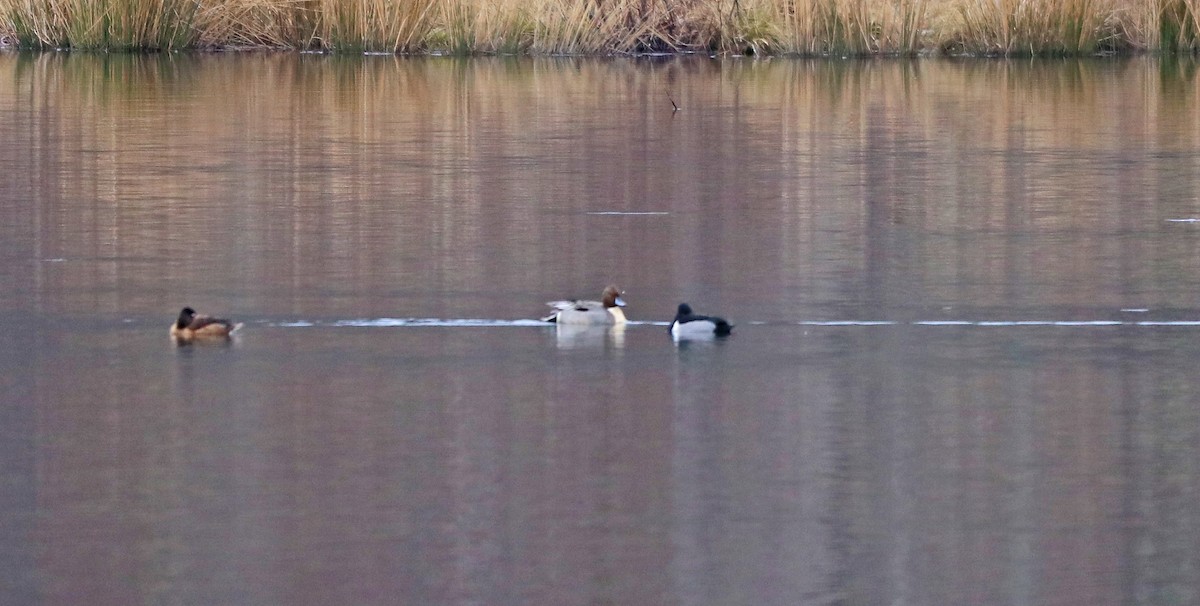 Northern Pintail - ML421287061