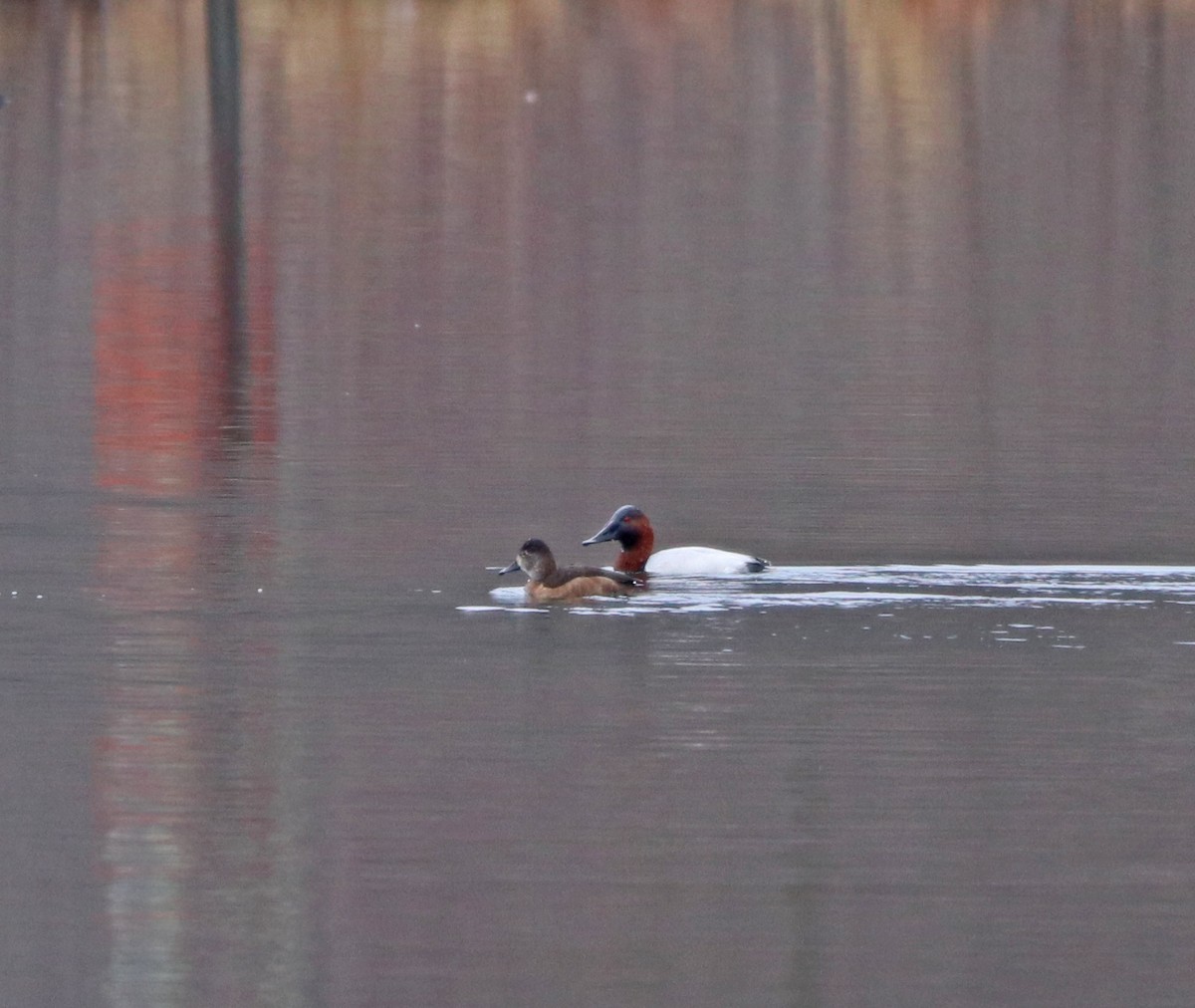 Canvasback - ML421287131