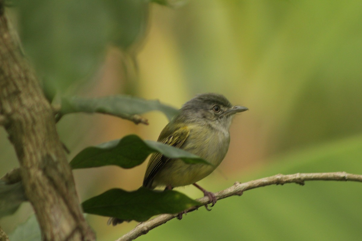 Yellow-olive Flatbill - ML421288591