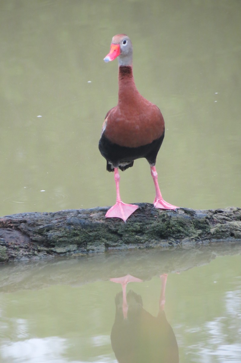 Black-bellied Whistling-Duck - Martha Burchat