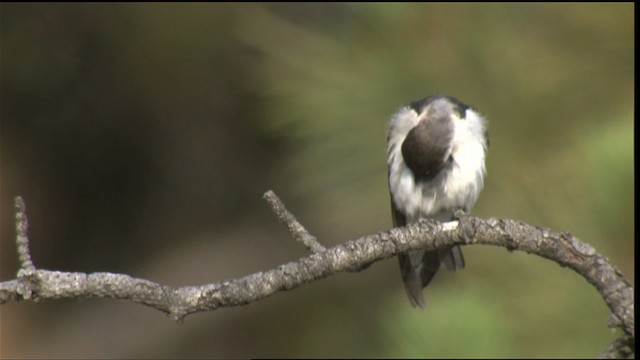 Golondrina Verdemar - ML421290