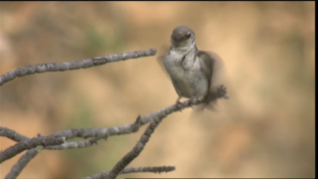 Golondrina Verdemar - ML421291