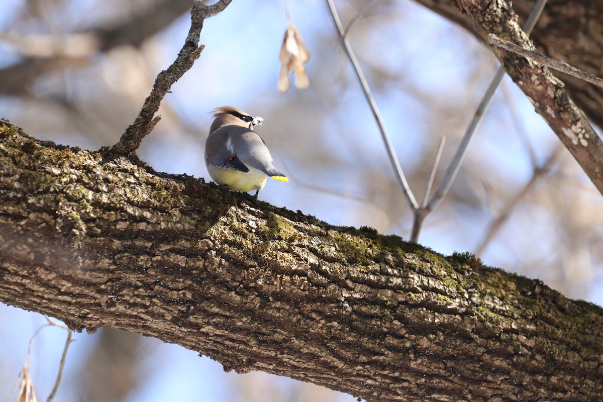 Cedar Waxwing - ML421294571