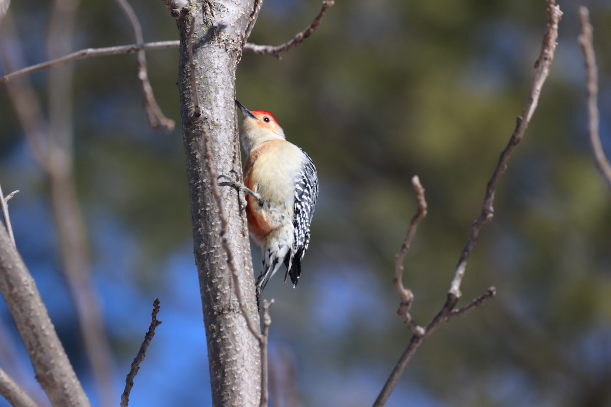 Red-bellied Woodpecker - ML421295011