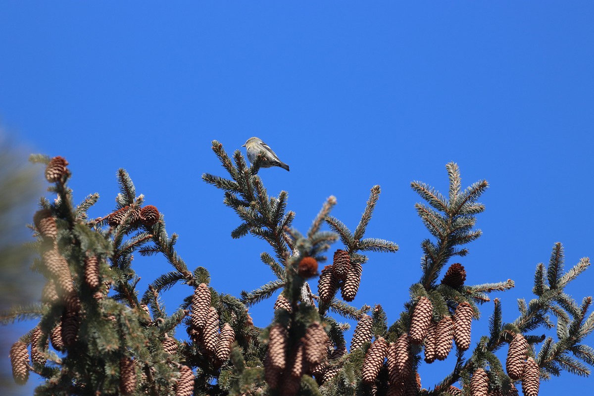 White-winged Crossbill - ML421295781