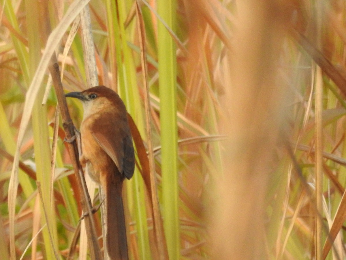 Slender-billed Babbler - ML421296701