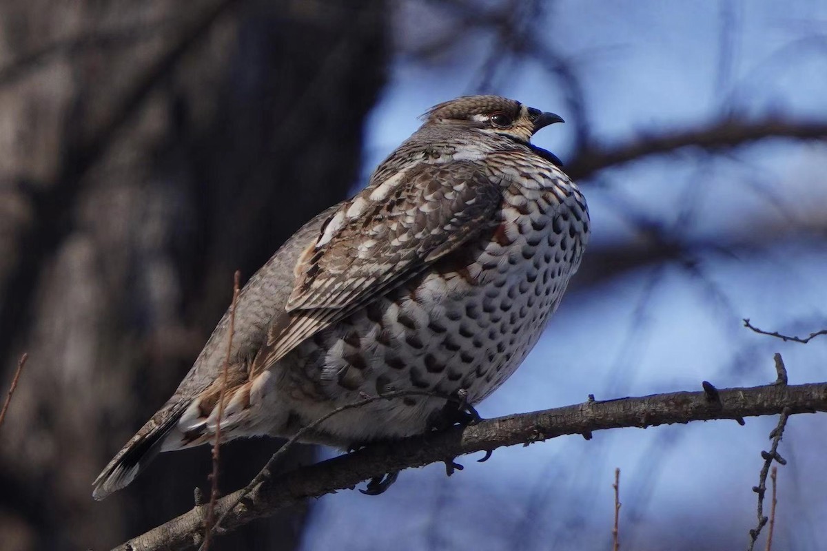 Hazel Grouse - ML421296941