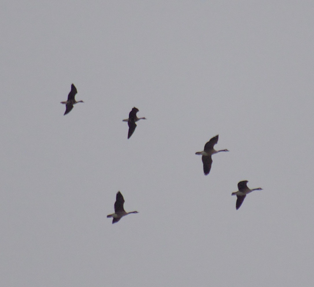 Greater White-fronted Goose - ML421298111