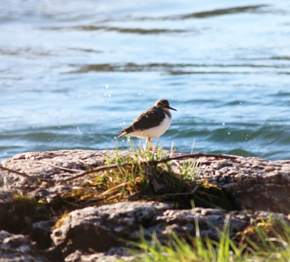 Spotted Sandpiper - ML421298591