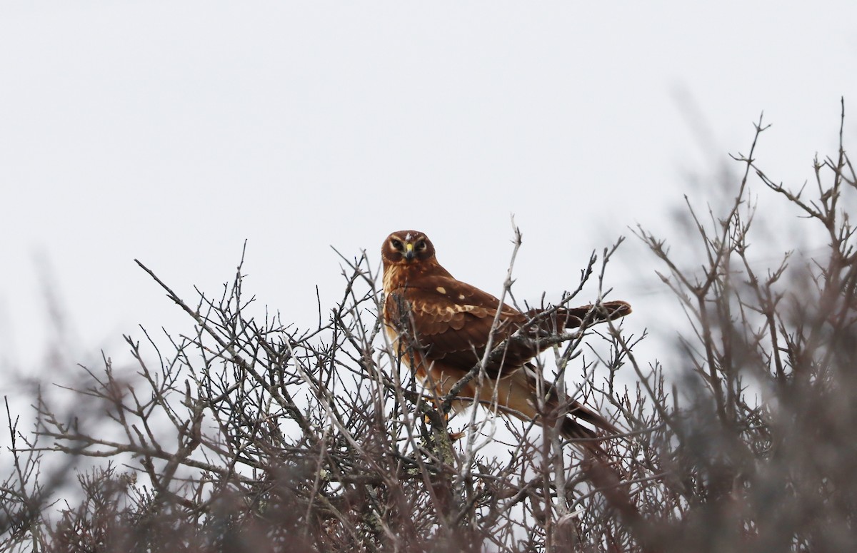 Northern Harrier - ML421301671