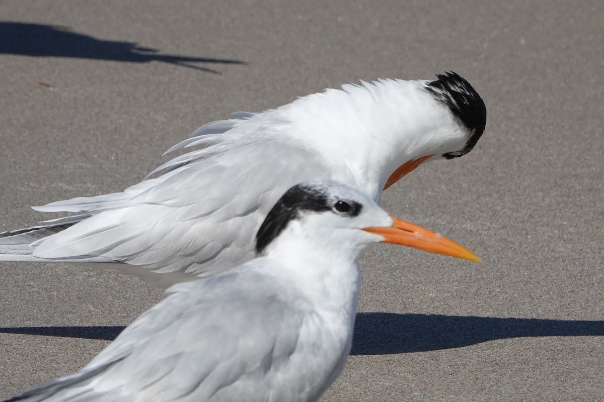 Royal Tern - ML421303051