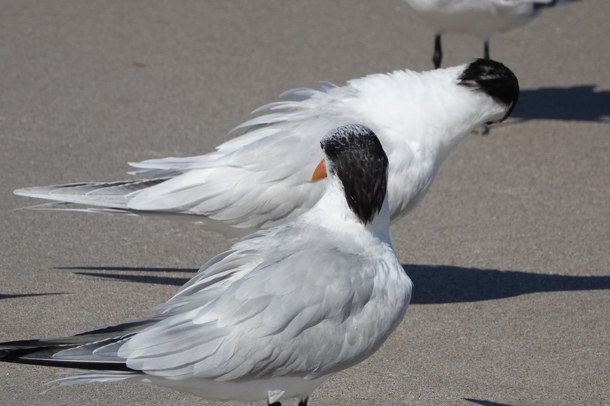 Royal Tern - Brian Lockwood