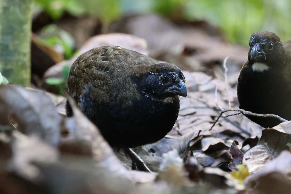 Black-breasted Wood-Quail - ML421303571