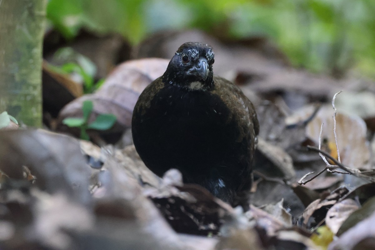 Black-breasted Wood-Quail - ML421303601