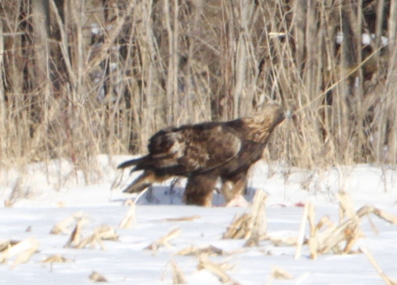 Golden Eagle - ML421304531