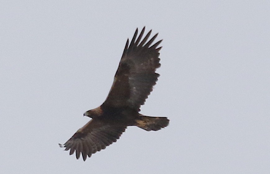 Golden Eagle - ML421304871