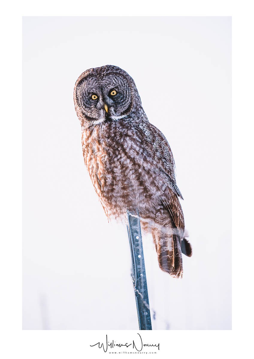 Great Gray Owl - ML421305411