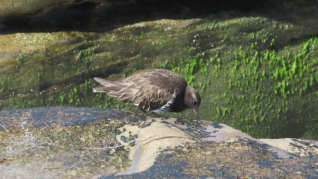 Black Turnstone - ML421306171