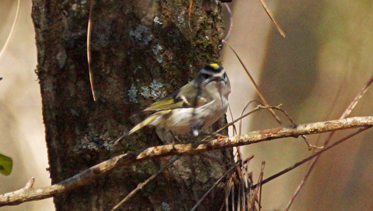 Golden-crowned Kinglet - ML421306221