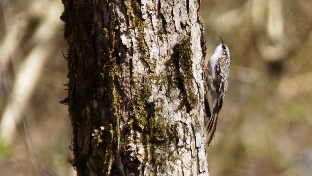 Brown Creeper - ML421306251