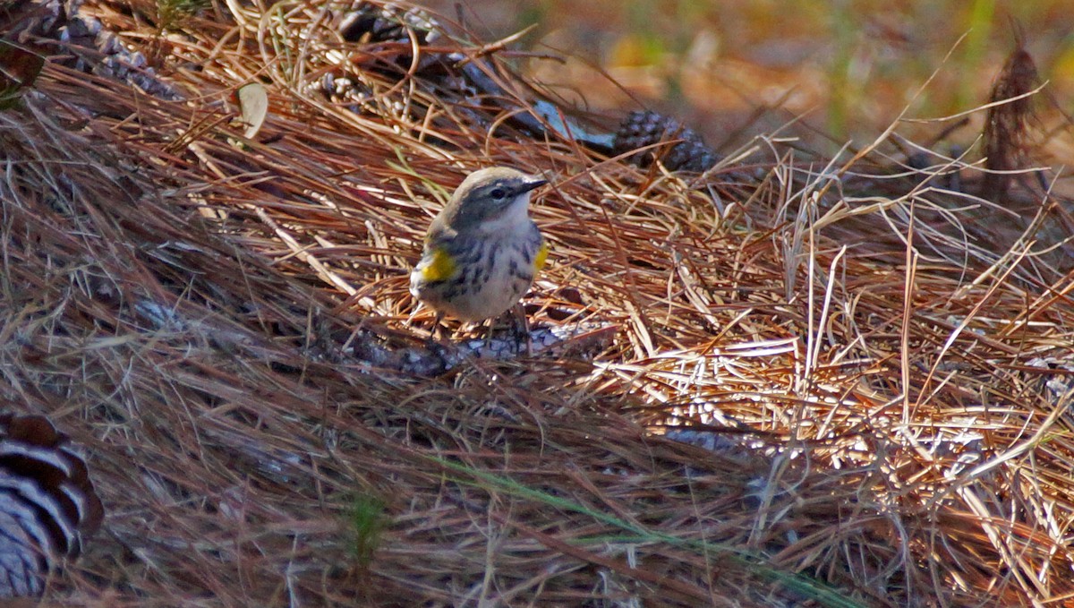 Yellow-rumped Warbler - ML421306311