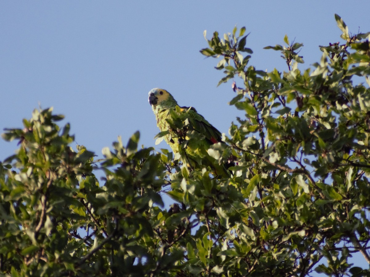 Turquoise-fronted Parrot - ML421306681