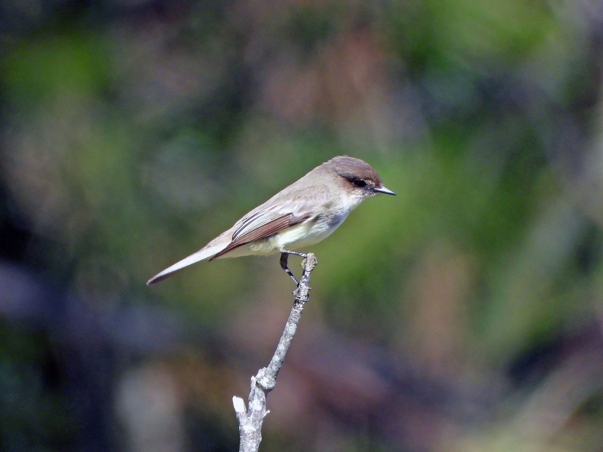Eastern Phoebe - ML421306711