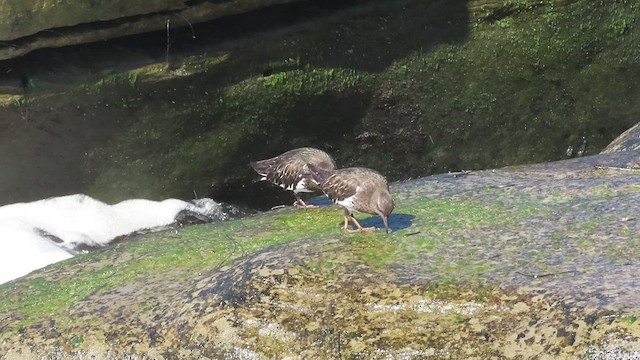 Black Turnstone - ML421307581