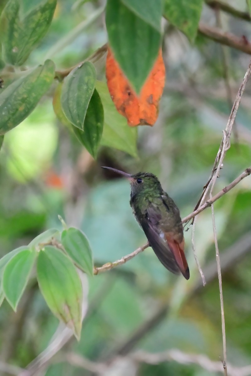 Rufous-tailed Hummingbird - ML421309061