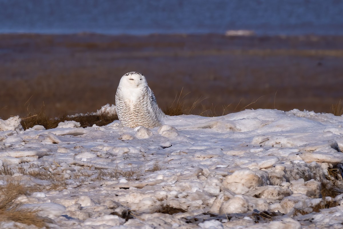 Snowy Owl - Lyall Bouchard