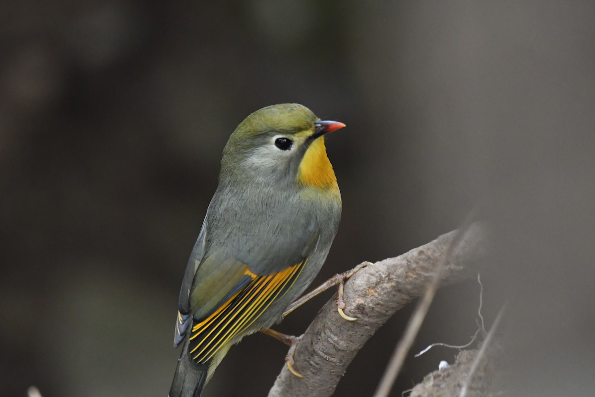 Red-billed Leiothrix - ML421311451