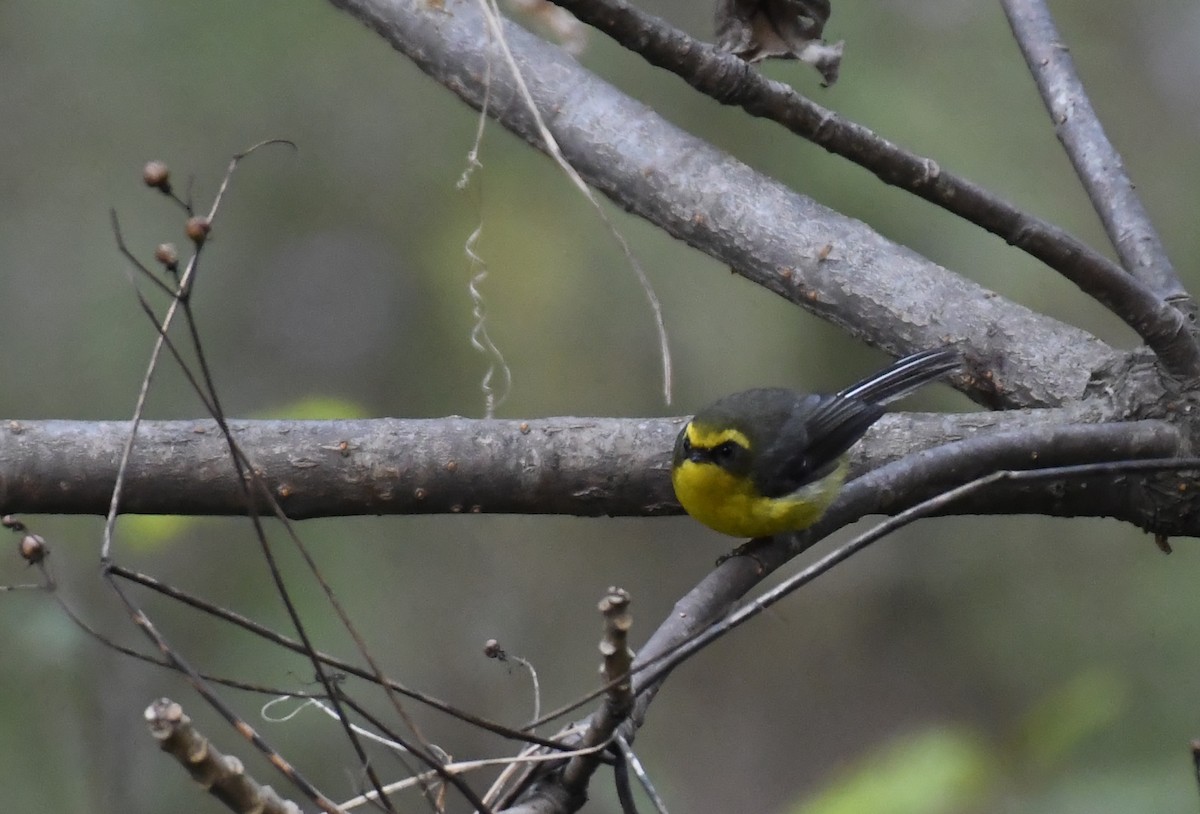 Yellow-bellied Fairy-Fantail - ML421311551