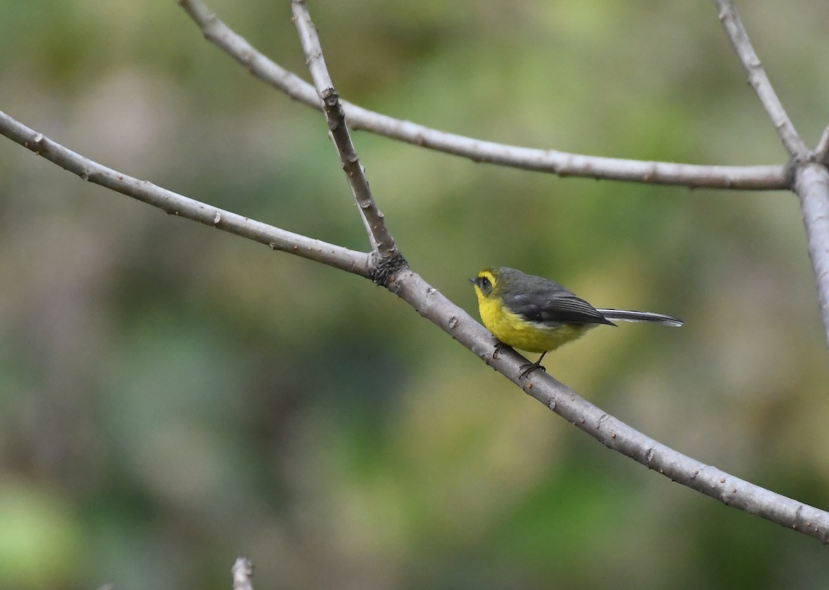 Yellow-bellied Fairy-Fantail - ML421311691