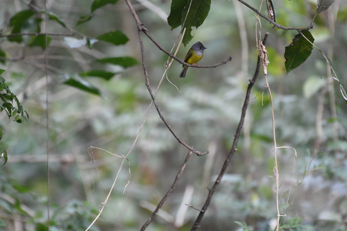 Gray-headed Canary-Flycatcher - ML421311821