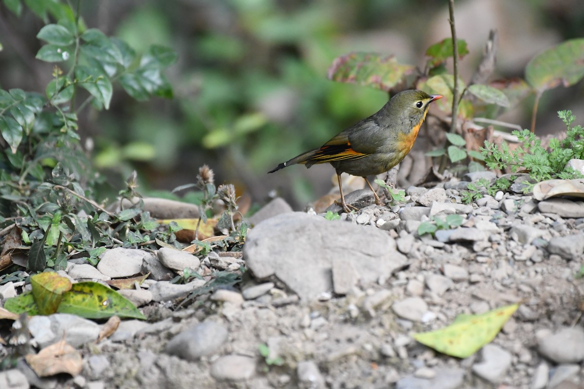 Red-billed Leiothrix - ML421311931