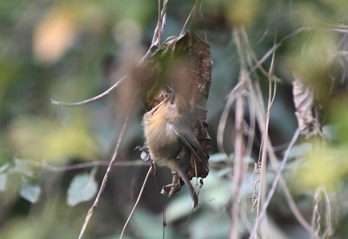 Black-chinned Babbler - ML421311971