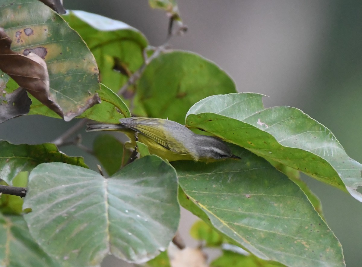 Gray-hooded Warbler - ML421312211