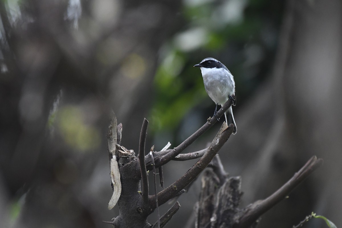 Gray Bushchat - ML421312351