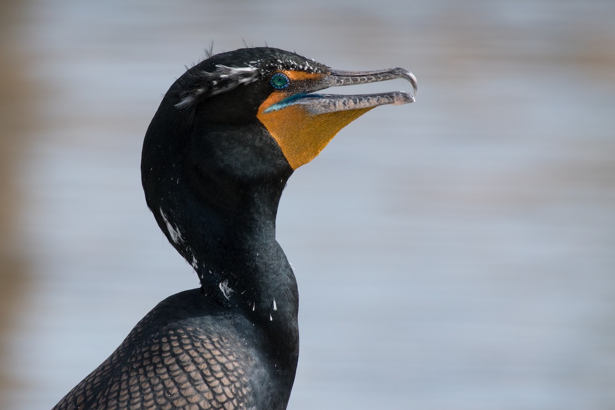 Double-crested Cormorant - Michael Erb