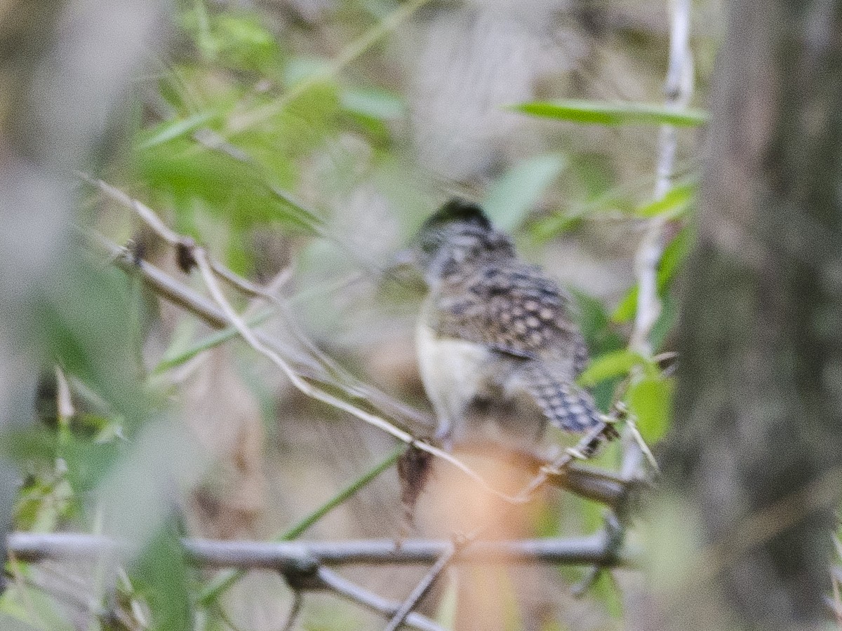 Barred Antshrike - Ignacio Zapata