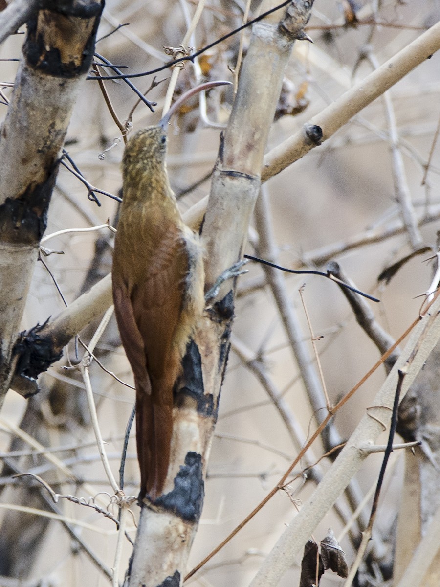 Red-billed Scythebill - ML421315431