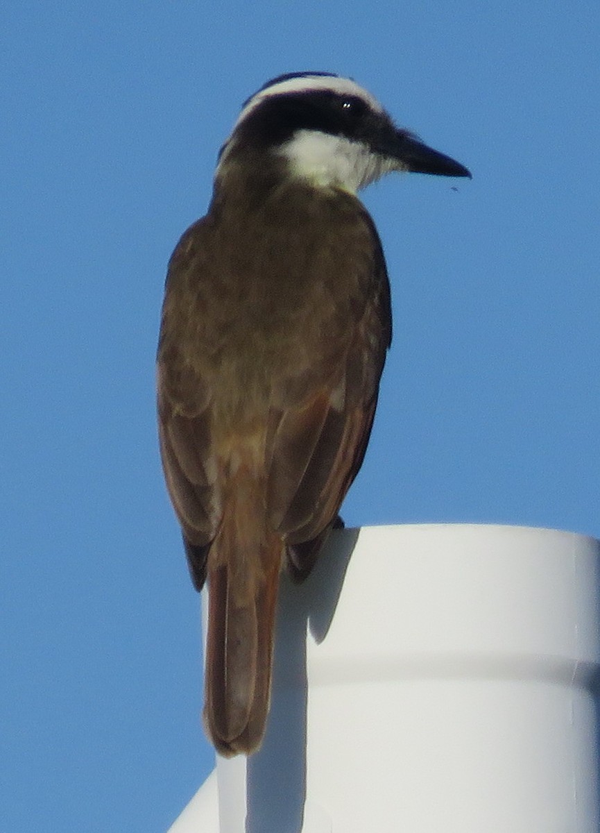 Thick-billed Kingbird - ML421315631