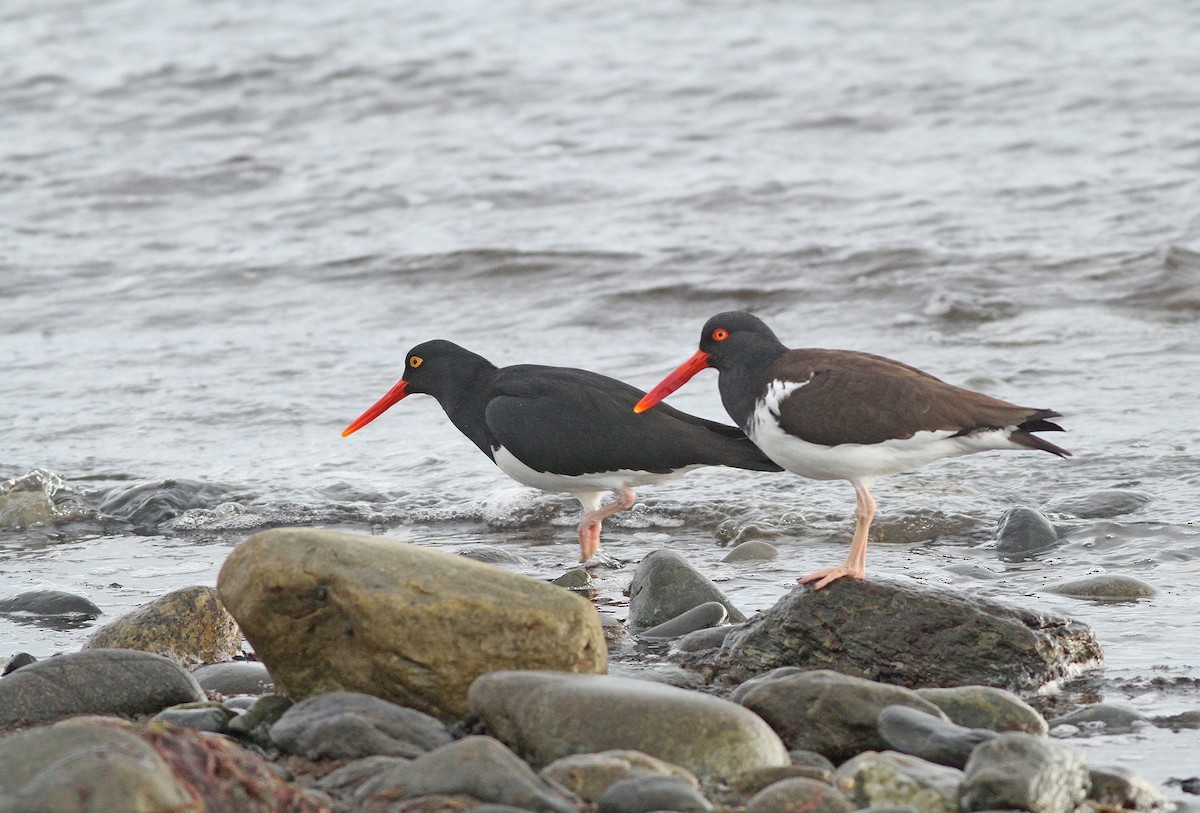 Magellanic Oystercatcher - Jeremiah Trimble