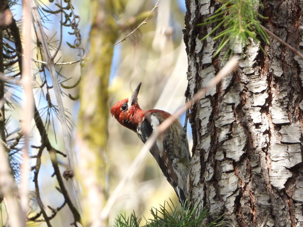 Red-breasted Sapsucker - ML421318041