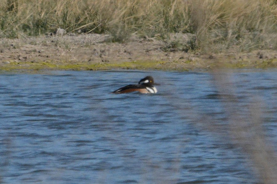 Hooded Merganser - Troy Hibbitts