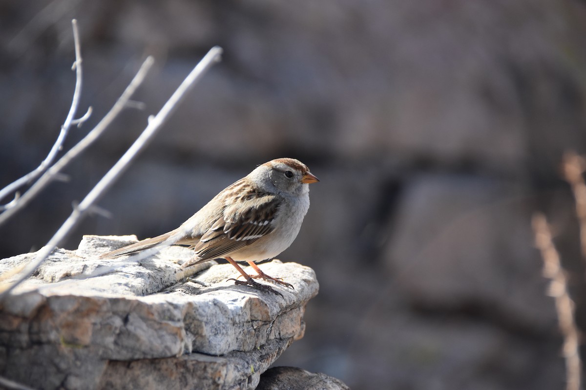 White-crowned Sparrow - ML421320481