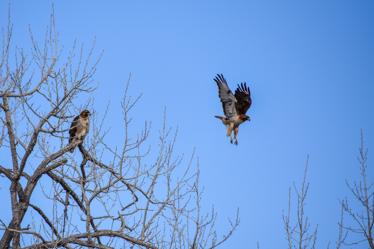 Red-tailed Hawk - ML421320641