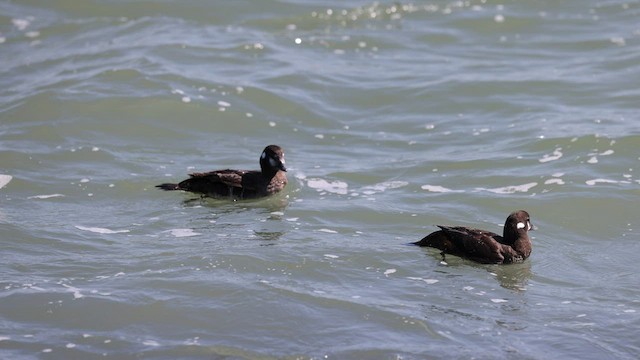 Harlequin Duck - ML421321201