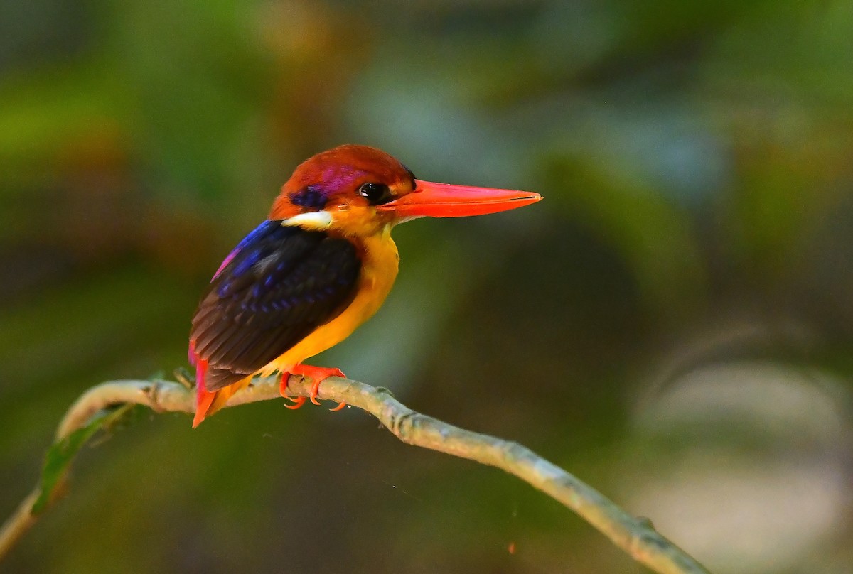 Black-backed Dwarf-Kingfisher - ML421322641