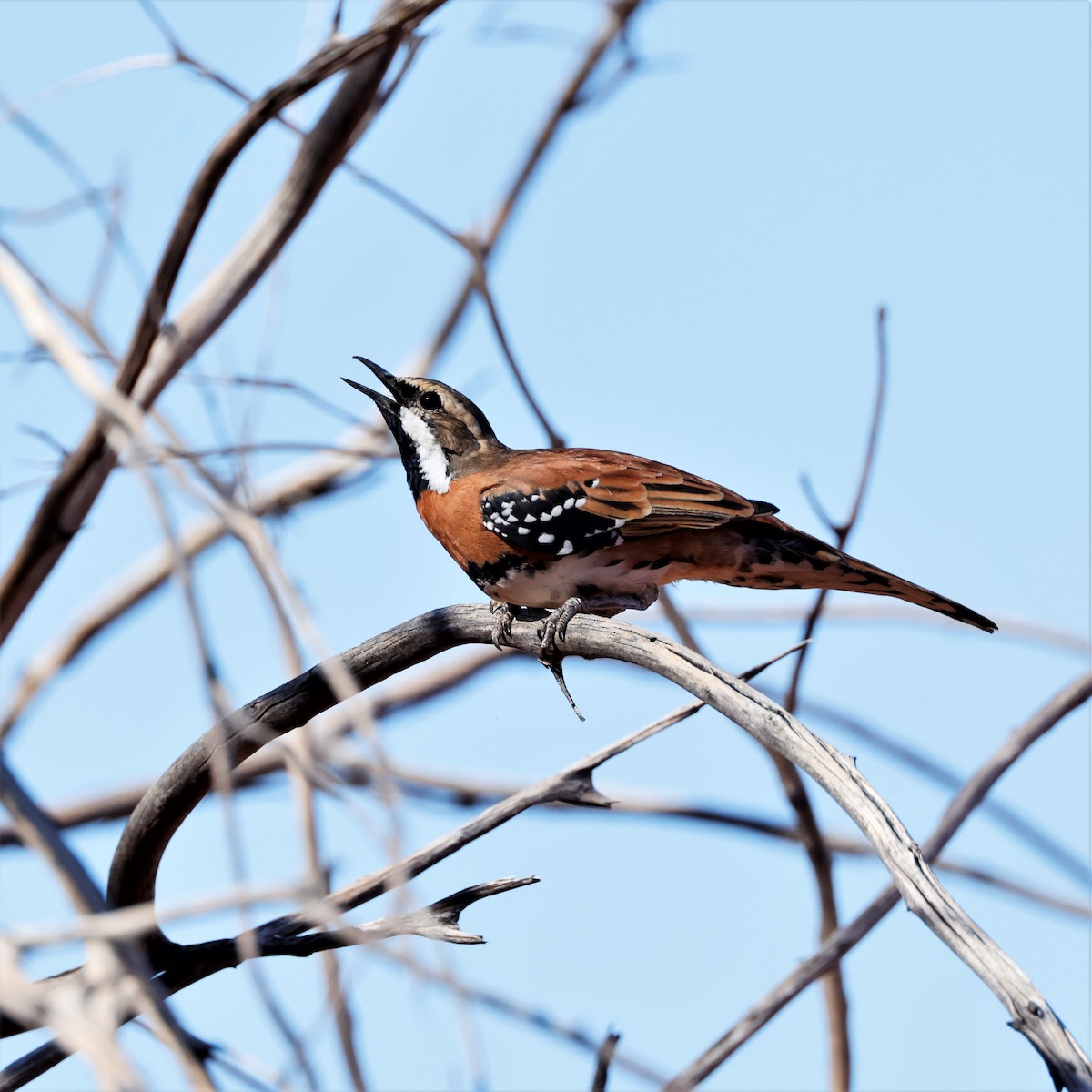 Chestnut-breasted Quail-thrush - ML421323591